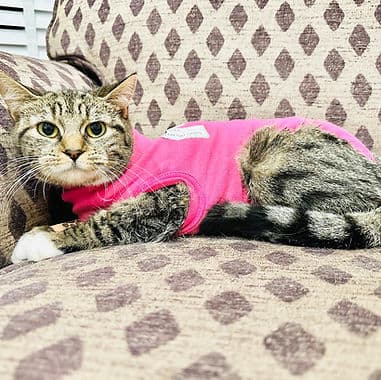 Misty, our pet of the month