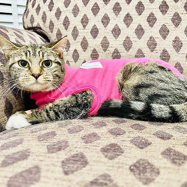 Misty, our pet of the month